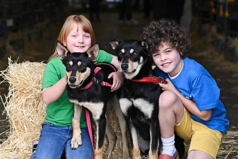 Record bid sees more than $70,000 raised for Telethon at Royal Show kelpie auction